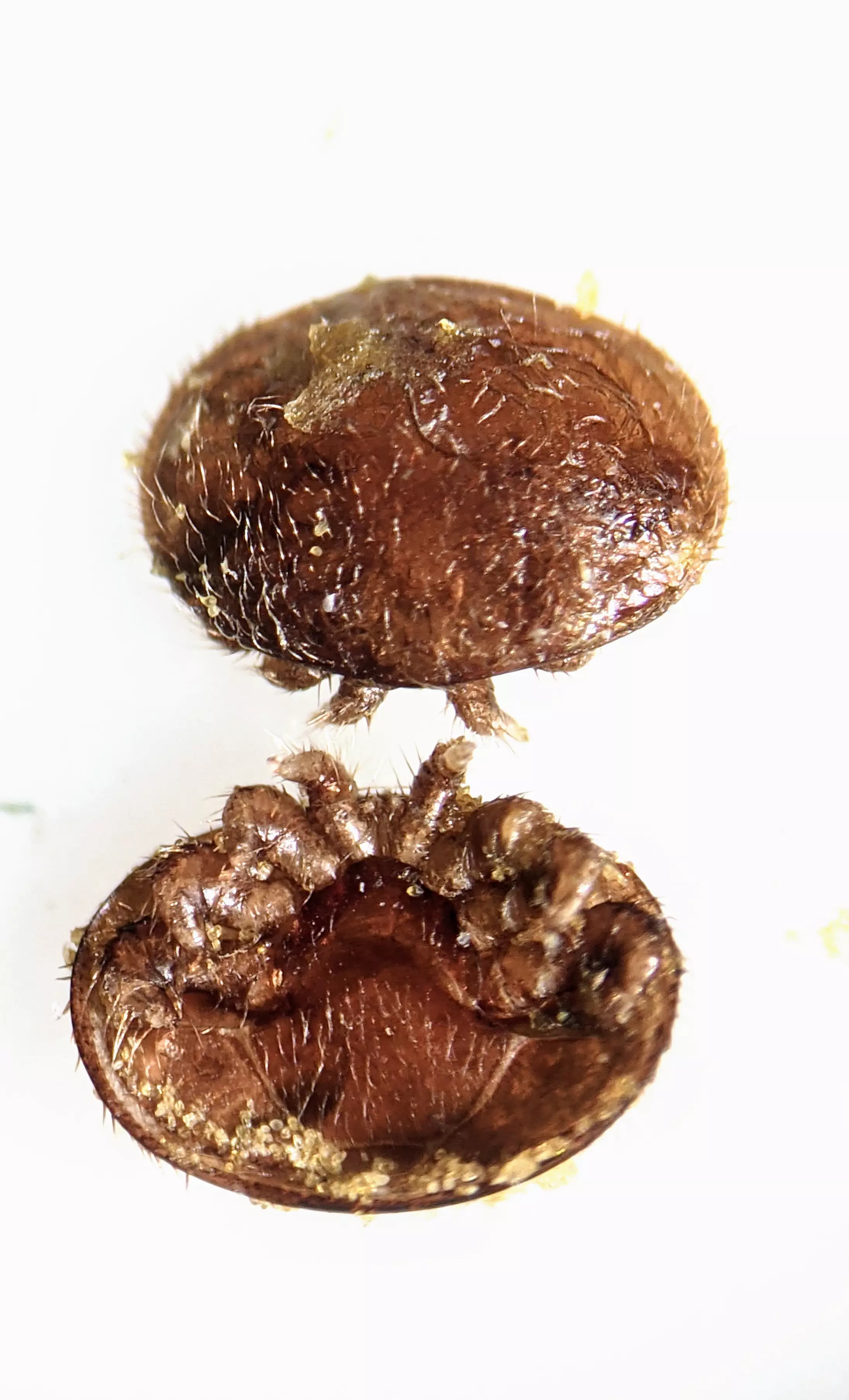 two varroa destructor mites